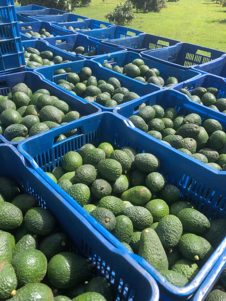 Top Ingredient Suppliers and Distributors of Hass & Fuerte Avocado in France — A Strategic Guide for European Buyers featured image