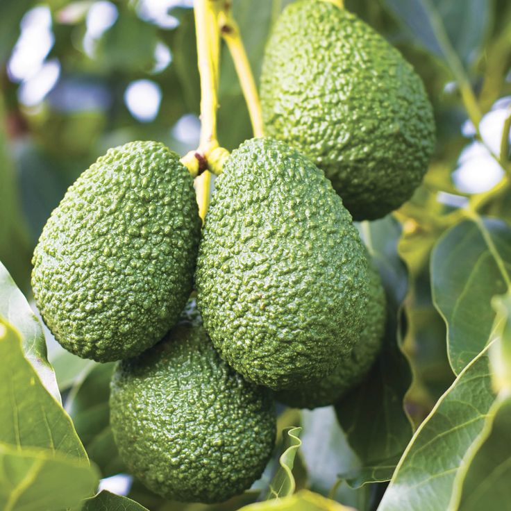 Top Kenya Fresh Fruits Exporters #1 – Premium Avocado Exporters for Global Markets featured image