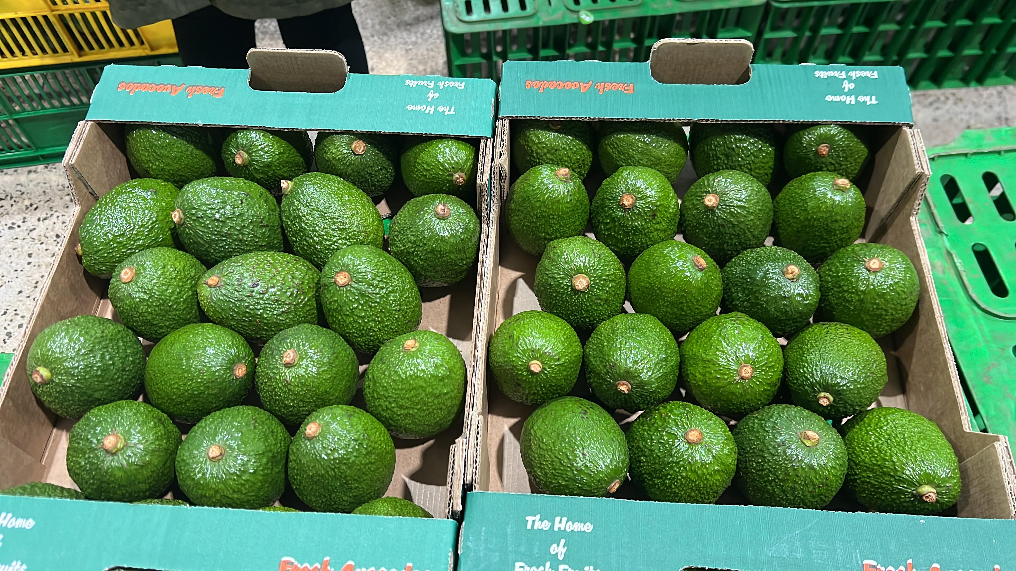 4kg Packaging Carton for Hass and Fuerte Avocados – The Standard for Premium Avocado Export featured image
