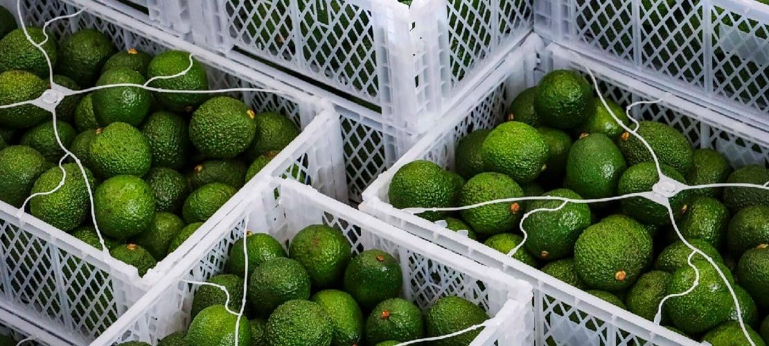 Premium avocado exports from Kenya featured image
