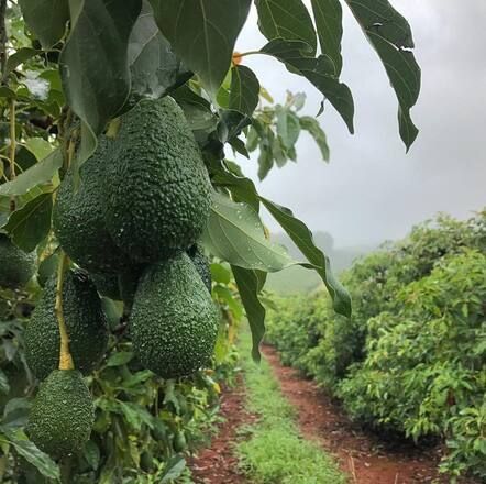 Kenya Avocado Season: When to Import Hass and Fuerte Avocados featured image
