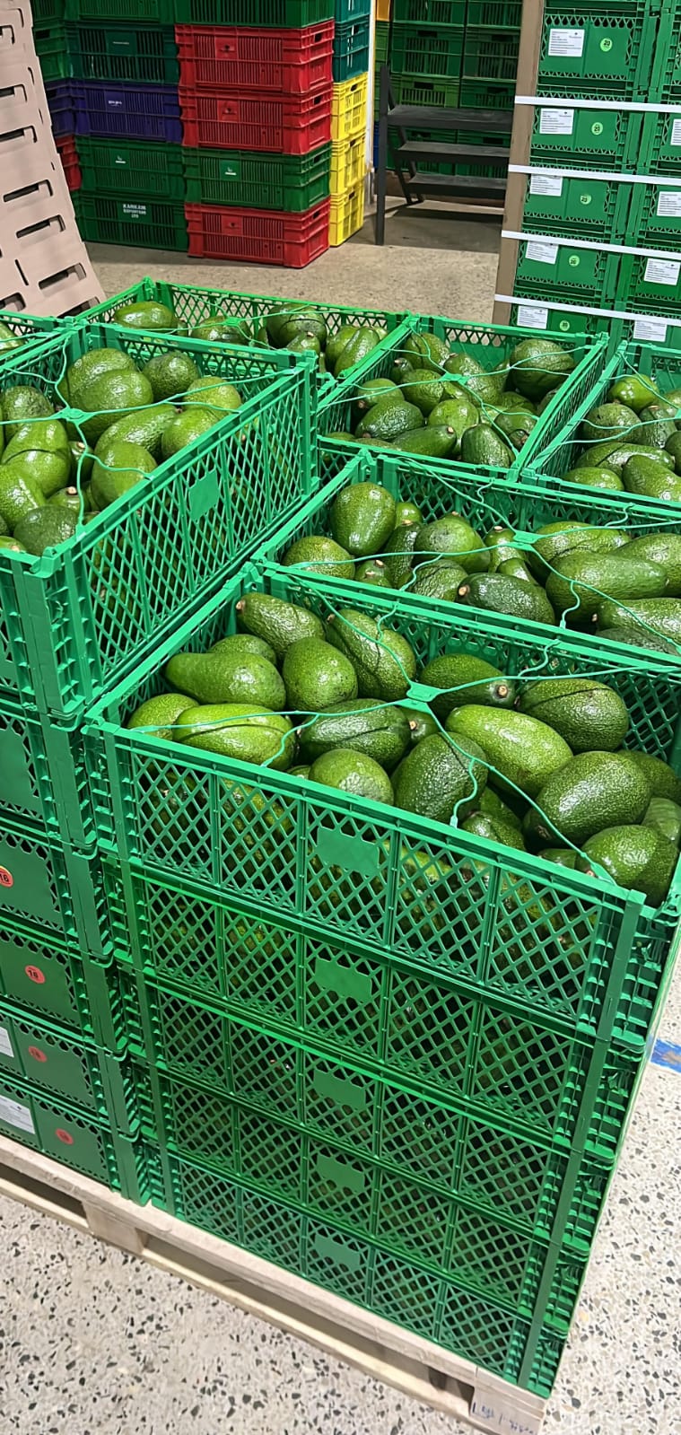10kg Packaging Crates for Hass and Fuerte Avocados – Premium Bulk Avocado Export Packaging featured image