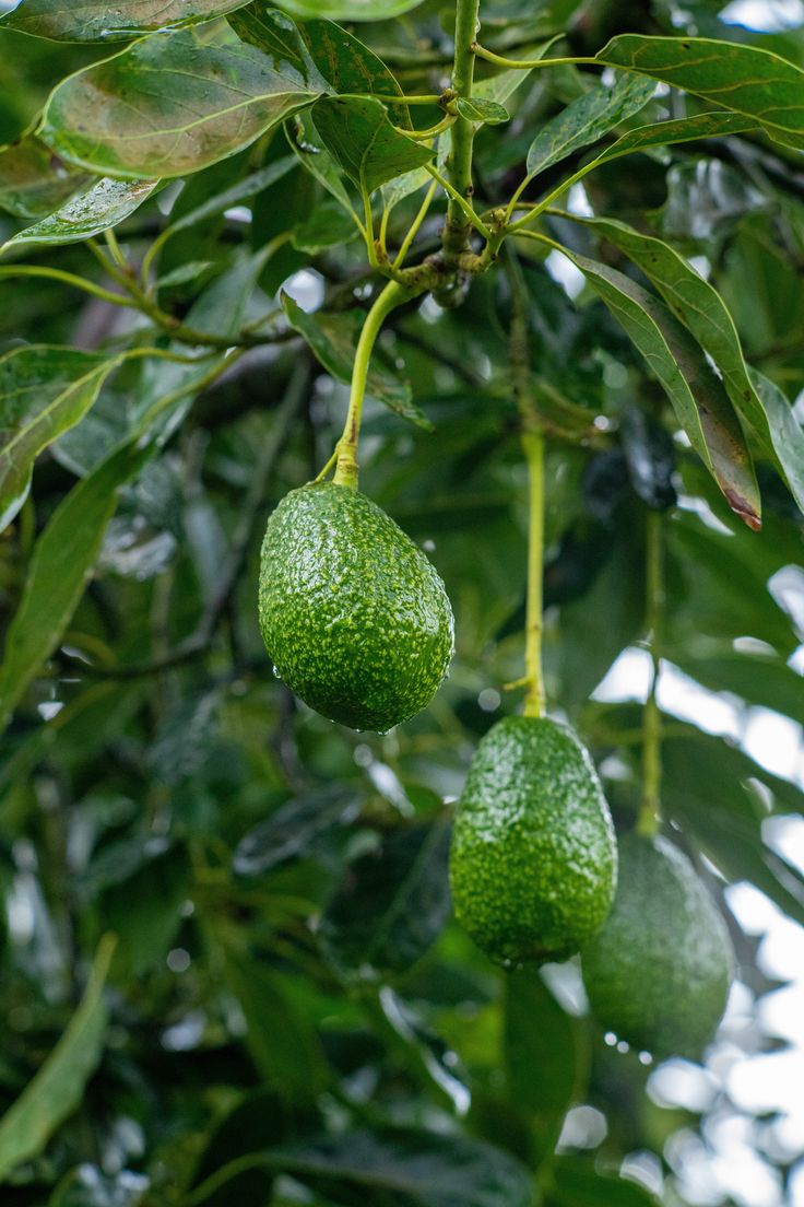Challenges in Avocado Export from Kenya and How Exporters Solve Them featured image