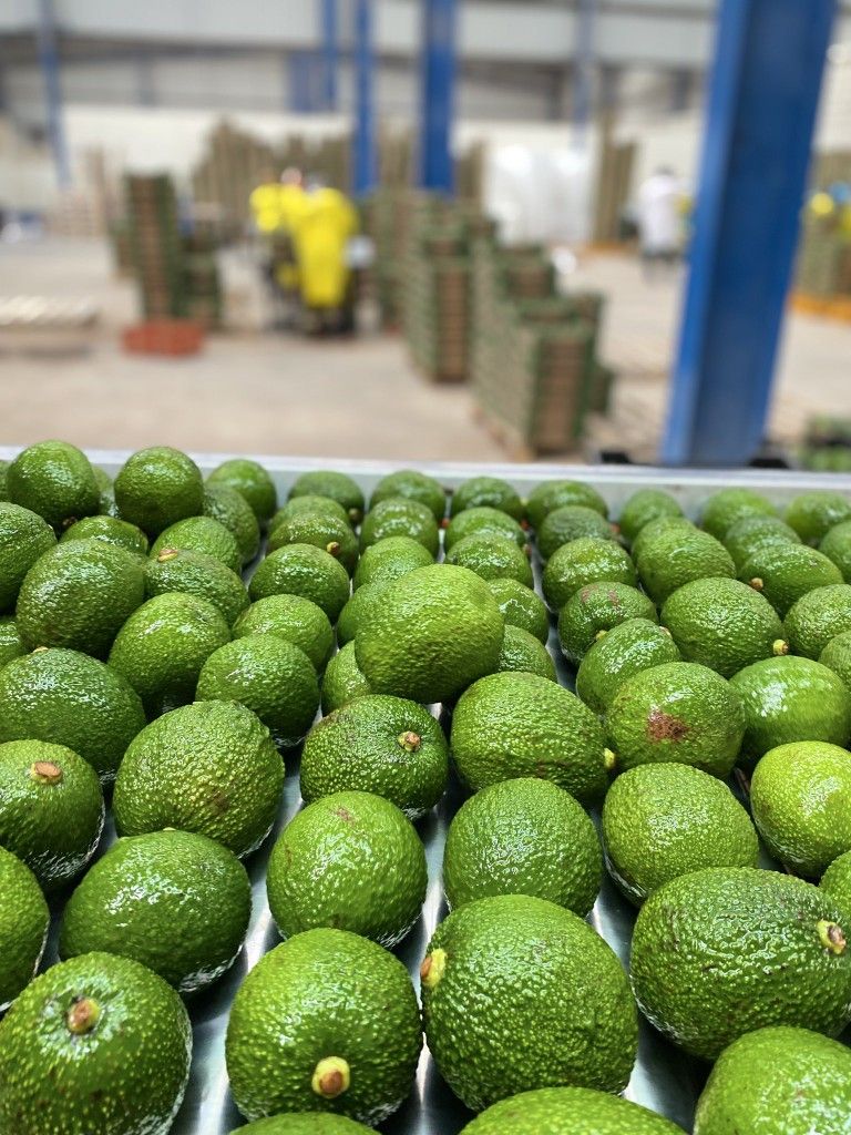 Top Ingredient Suppliers in Italy for Hass Avocado featured image