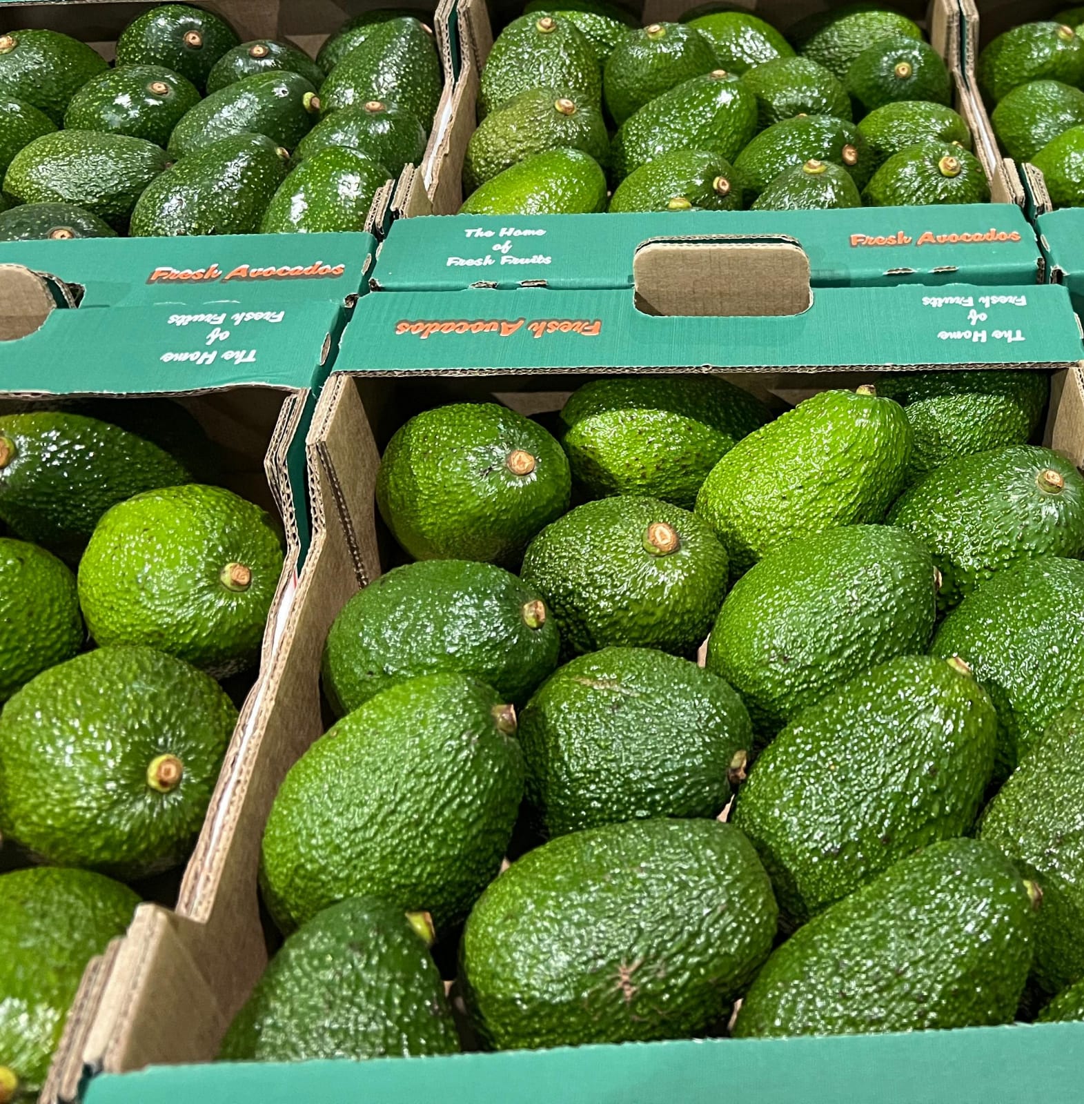 Reliable Hass Avocado Exporters in Kenya – Premium Quality & Trusted Export Process featured image