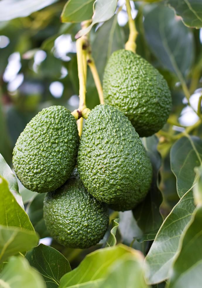 Where to Buy Hass Avocados from Kenya featured image