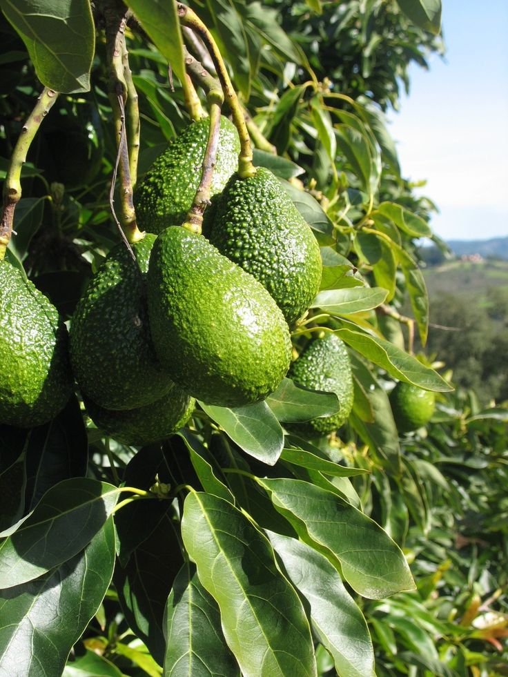 How to Source Avocados from Kenya: A Complete Guide for International Buyers featured image