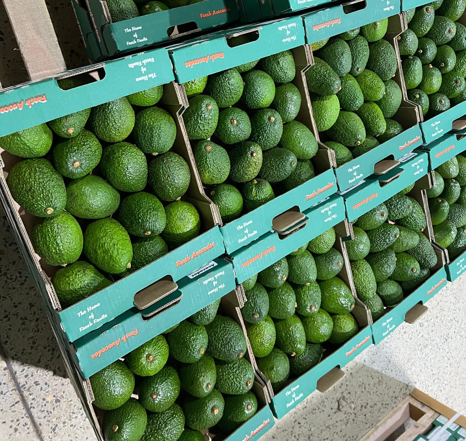Bulk Hass Avocado Suppliers – Premium Export Quality from Kenya featured image