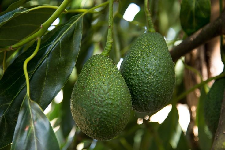 Avocado Farming in Kenya: A Complete Guide to Production and Export Success featured image