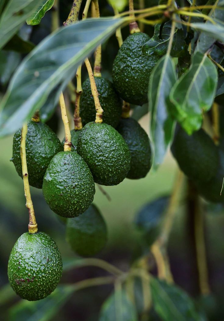Hass and Fuerte Avocado Buyers in Europe – A Complete Guide for Exporters featured image