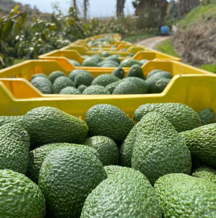 Best Hass Avocado Exporters in Kenya and Globally featured image