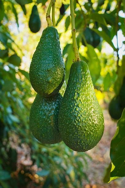 Step-by-Step Guide to Partnering with Avocado Exporters in Kenya featured image