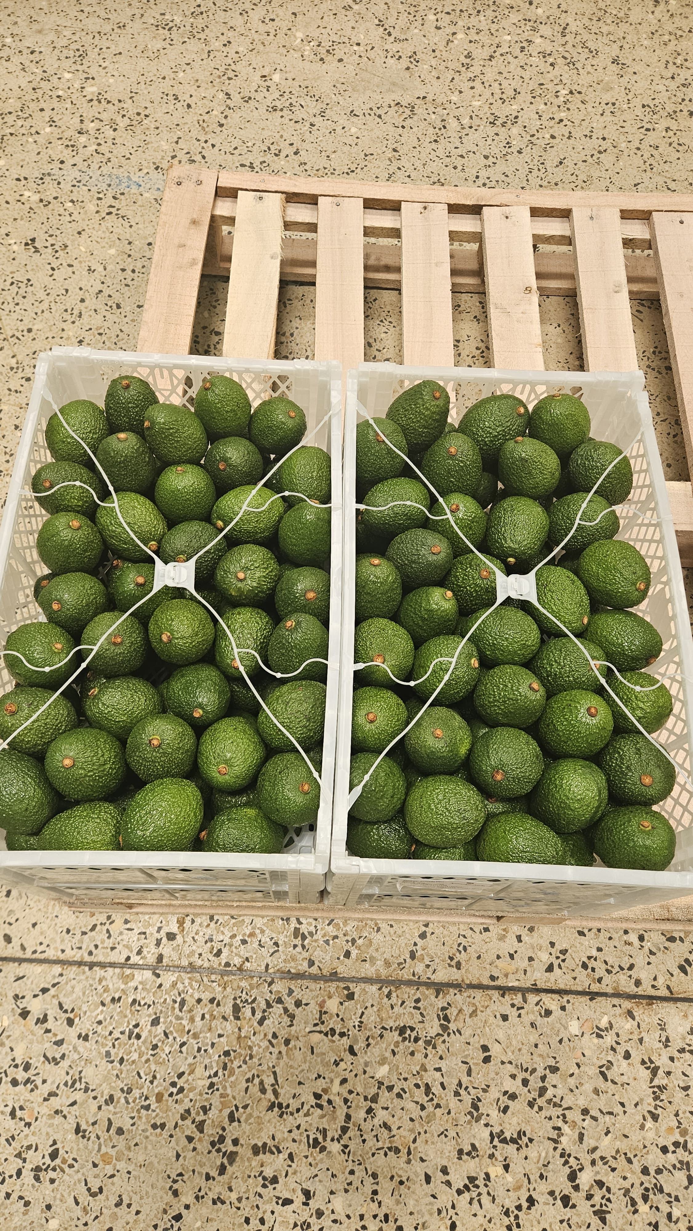 GLOBALG.A.P. GRASP-Certified Avocado Supplier in Kenya | Premium Hass & Fuerte Avocado Exporters featured image