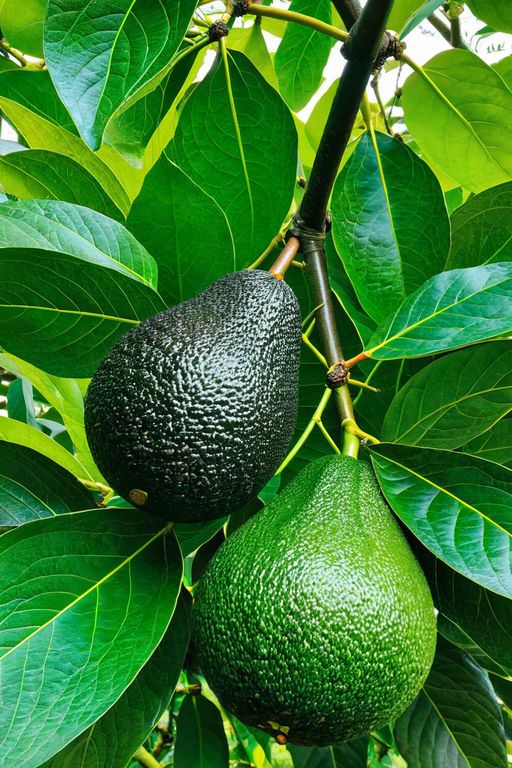 Organic Hass Avocados from Kenya: Export Opportunities featured image
